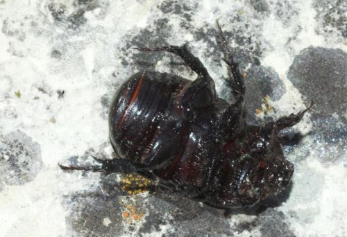 Pentodon bidens punctatum